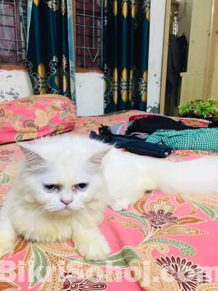 Blue eyes Persian Cat